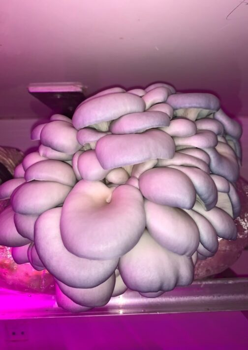 Sky Blue Oyster Mushrooms Growing