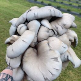 Sky Blue Oyster Mushrooms