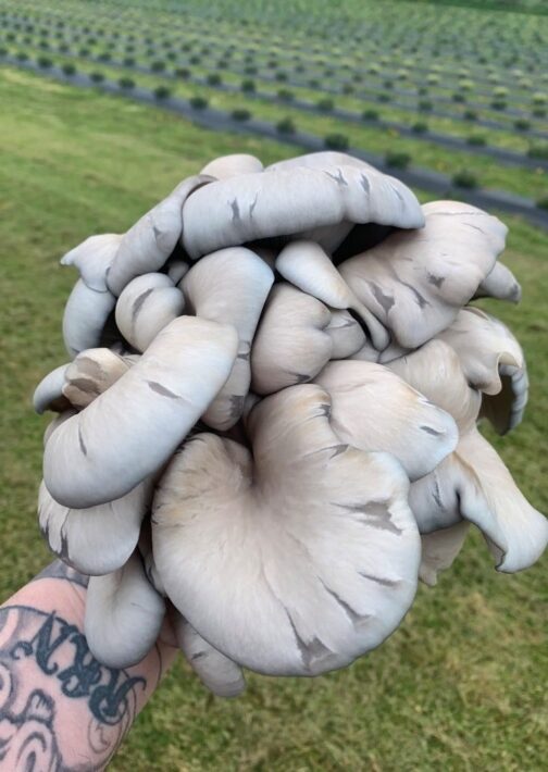 Sky Blue Oyster Mushrooms