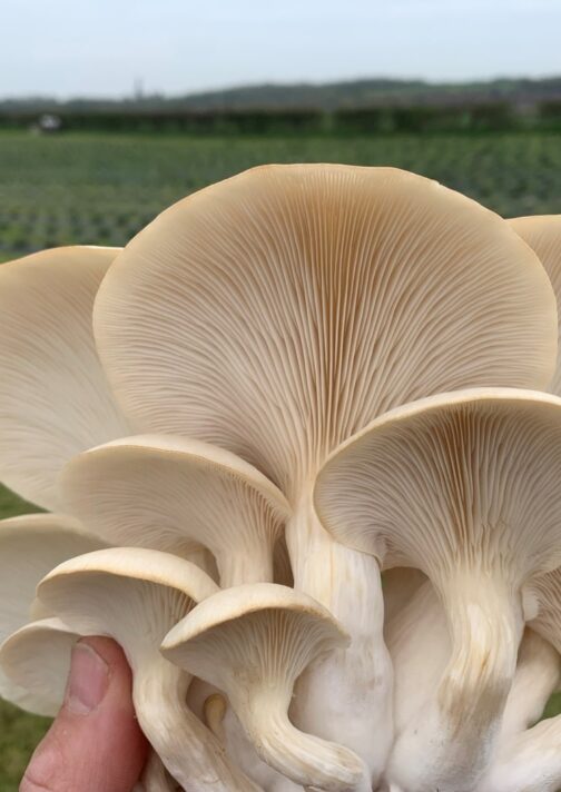 Snow Goose Oyster Mushrooms Grown