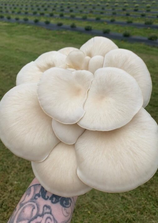 Snow Goose Oyster Mushroom