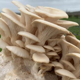 Snow Goose Oyster Mushroom Growing