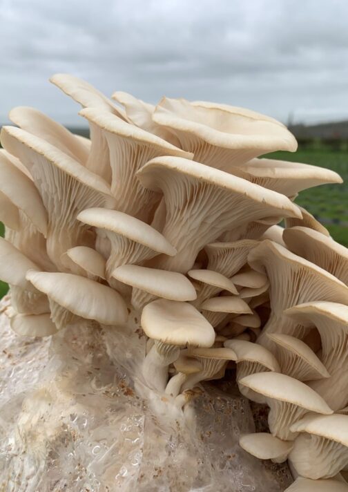 Snow Goose Oyster Mushroom Growing