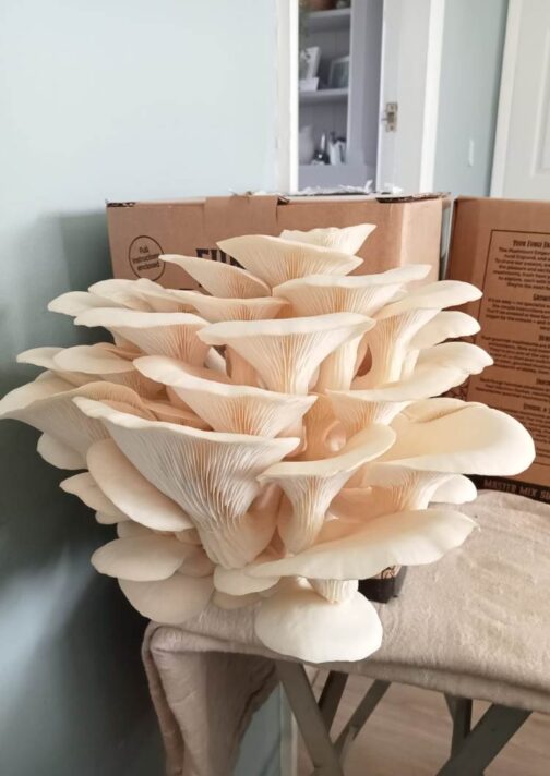 Snow Goose Oyster Mushroom Grow Kit