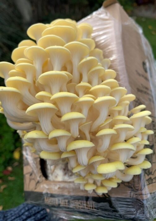 Golden Oyster Mushrooms grow Box