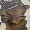 King Blue Oyster Mushroom