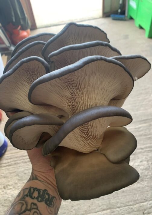 King Blue Oyster Mushroom