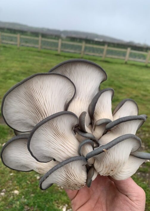 King Blue Oyster Mushrooms