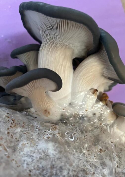 King Blue Oyster Mushrooms Fruiting