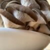 King Blue Oyster Mushrooms Harvest