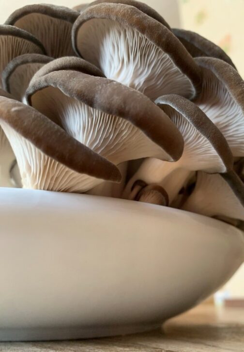 King Blue Oyster Mushrooms Harvest