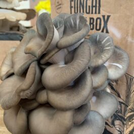 King Blue Oyster Mushroom Grow Kit