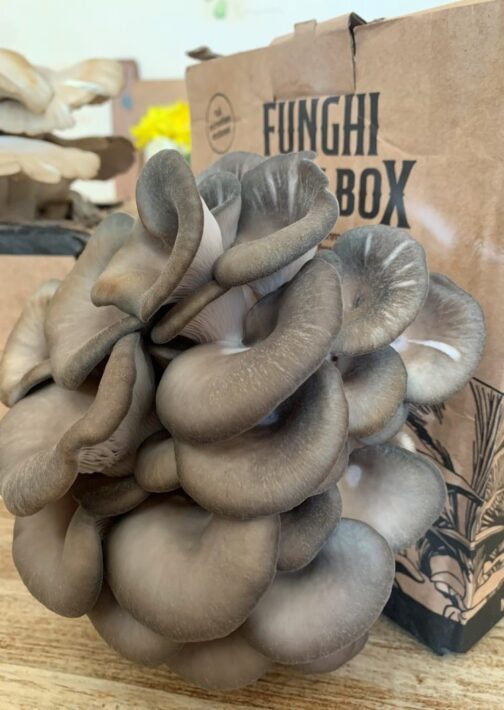 King Blue Oyster Mushroom Grow Kit