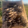 King Blue Oyster Mushroom Grow Box