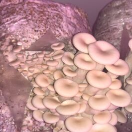 Mother of Pearl Oyster Mushrooms