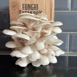 N&G Oyster Mushroom