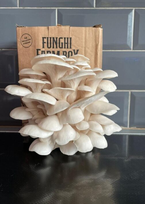 N&G Oyster Mushroom