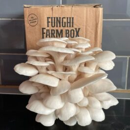 N&G Oyster Mushroom Grow Kit