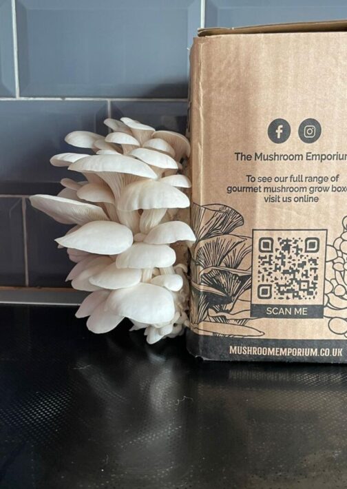 N&G Oyster Mushroom box