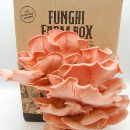 Pink Oyster Mushroom Grow Kit