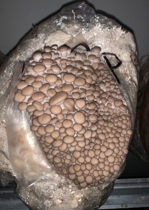 Princess Pearl Oyster Mushroom Bag