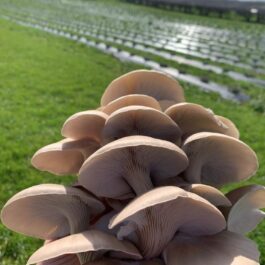 Princess Pearl Oyster Mushrooms