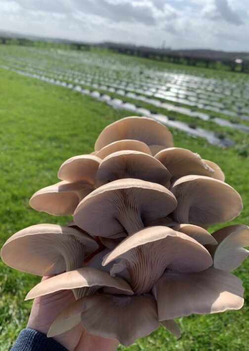 Princess Pearl Oyster Mushrooms