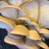 Princess Pearl Oyster Mushrooms Grown