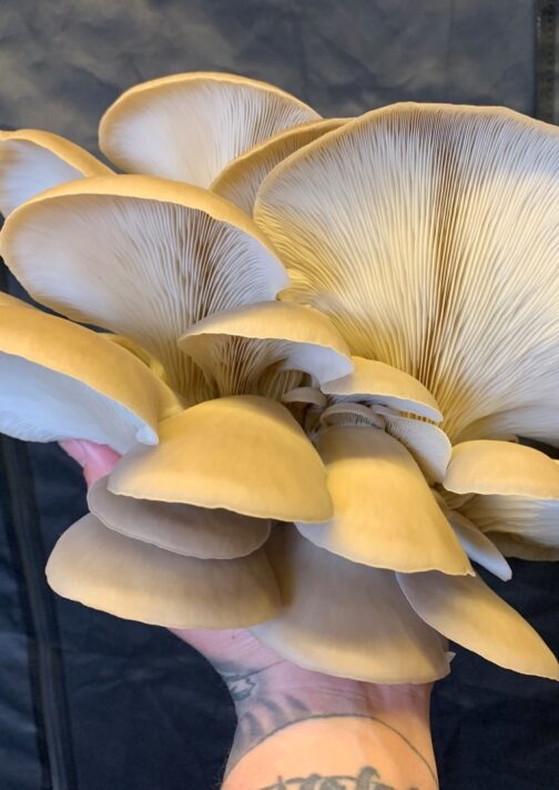 Princess Pearl Oyster Mushrooms Grown