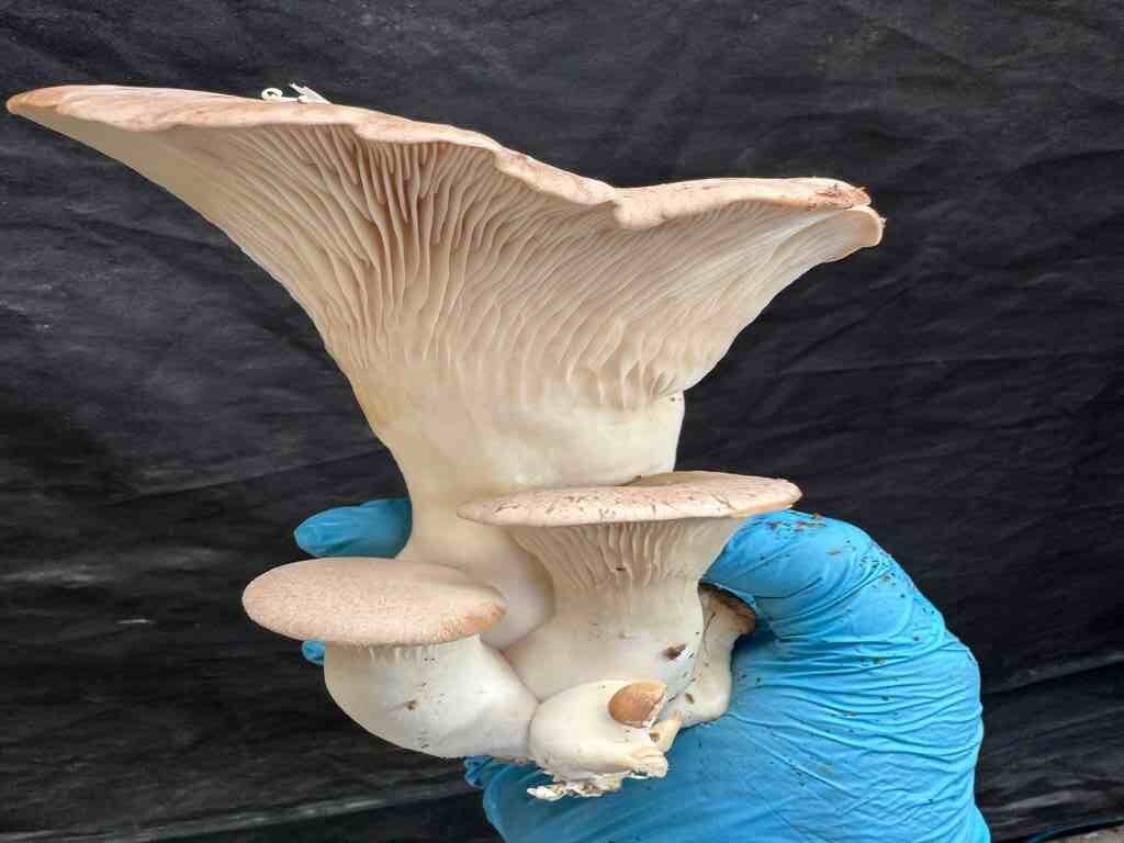King Trumpet Mushroom 2