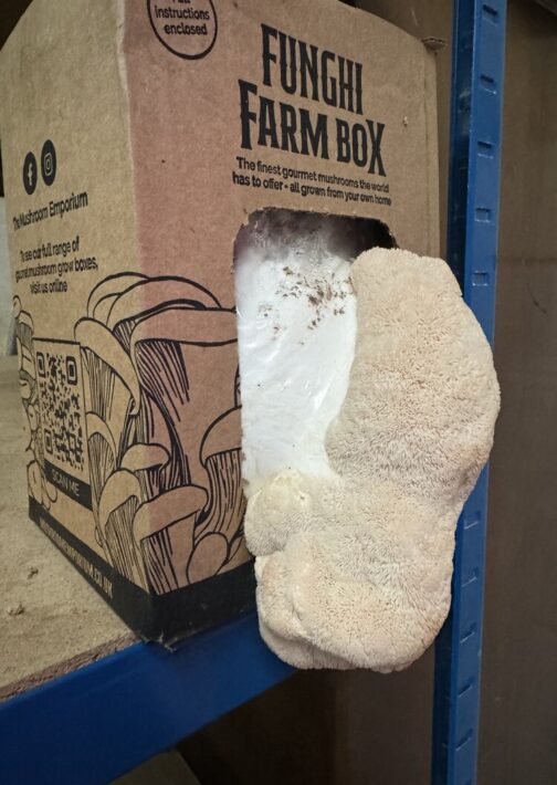 Lion's Mane Mushroom grow box