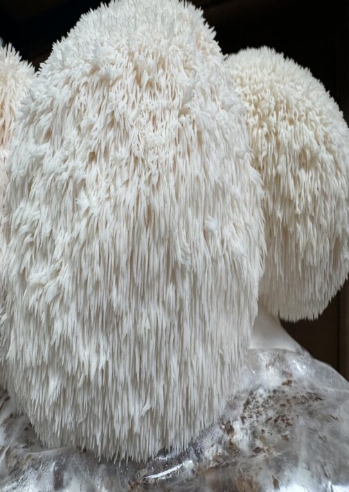 Lion's Mane Mushroom grown