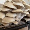 Princess Pearl Oyster - Image 6