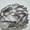 King Blue Oyster - Image 10