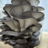 King Blue Oyster - Image 11