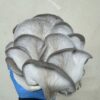 King Blue Oyster - Image 12