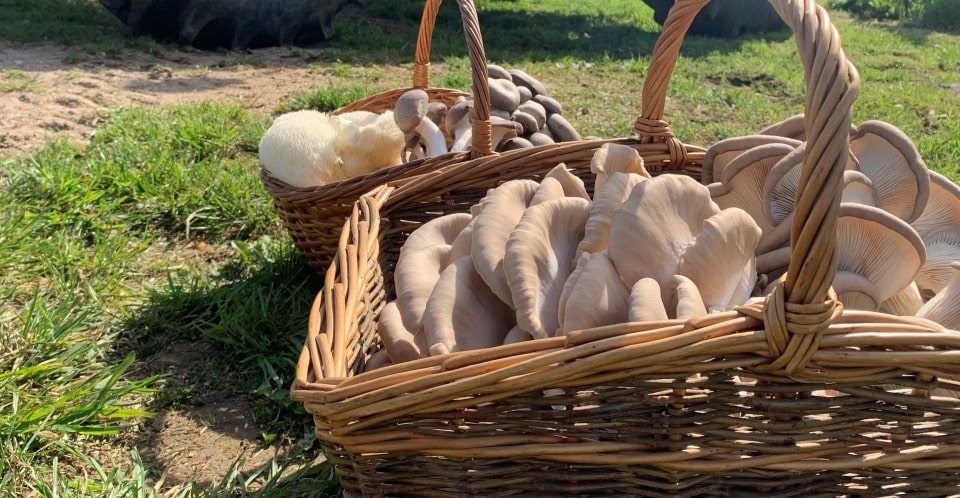 mushrooms in a basket