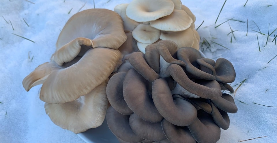 Oyster Mushroom Harvest