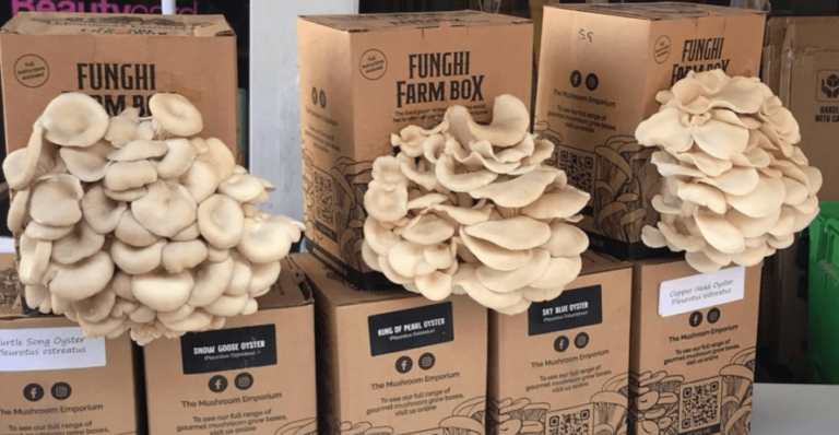 The Benefits of Growing Your Own Mushrooms