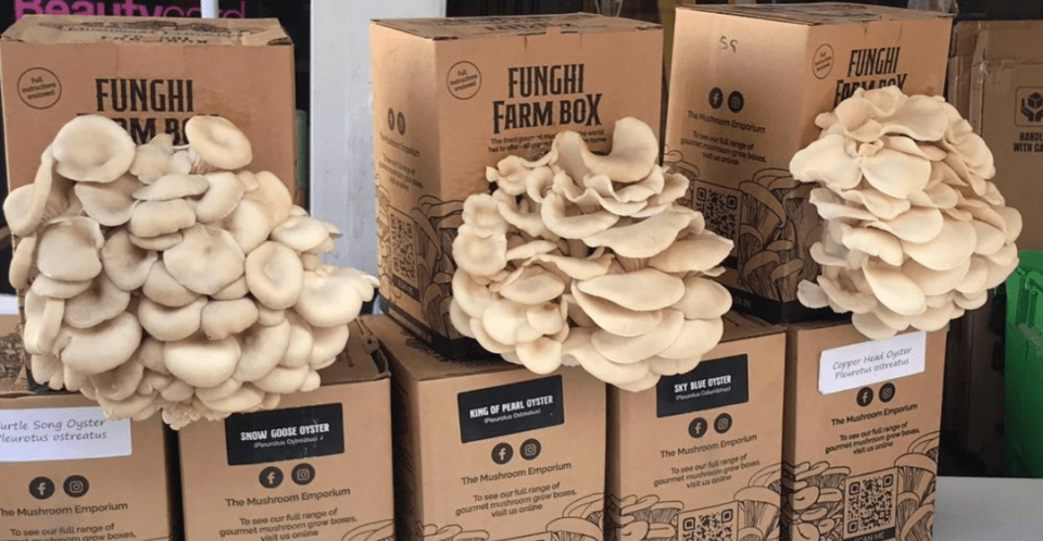 Mushroom Grow Kits