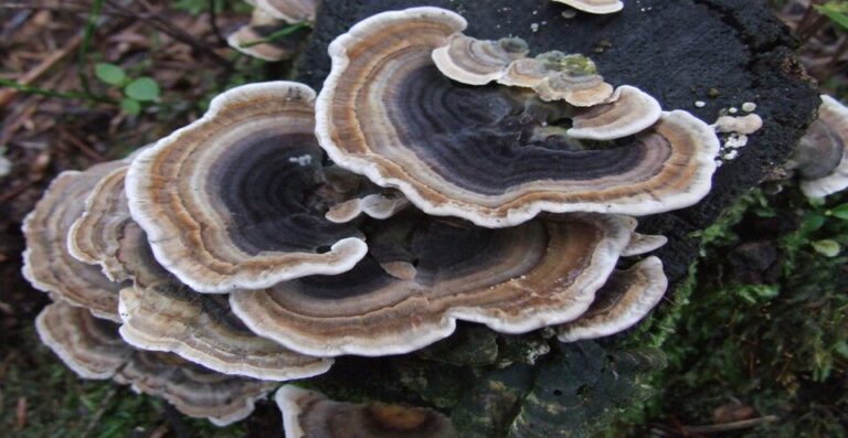 Can Turkey Tail Mushrooms Help Fight Cancer?