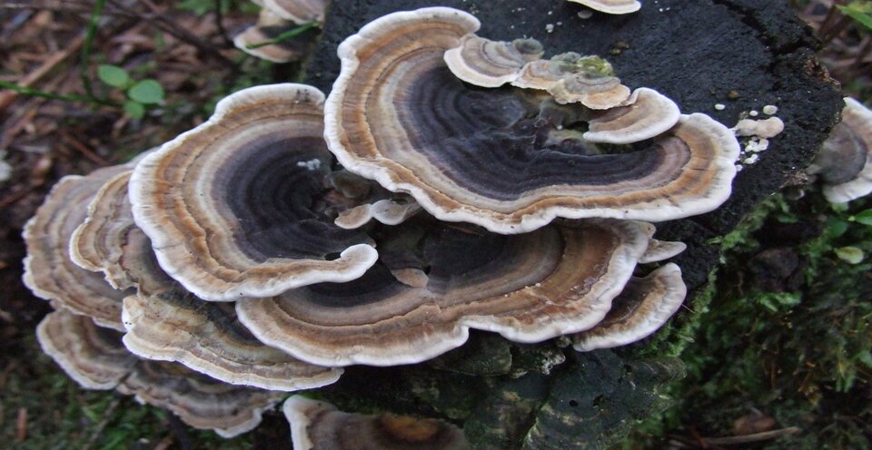 Turkey Tail Mushroom