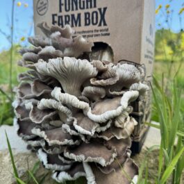 Summer Oyster Mushroom