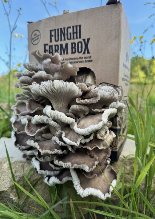 Summer Oyster Mushroom